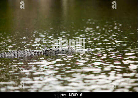 Unter Wasser Krokodil in Fluss in der okefenokee National Wildlife Refuge, Georgien lauern, USA Stockfoto