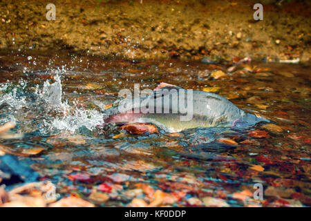 Männliche der Buckelwale Lachs (Oncorhunchus gorbusha) im unteren Wasserlauf Stockfoto