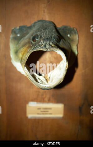 Nahaufnahme der einen grossen Mund bass Fisch Kopf montiert, wie eine Trophäe auf einem Holz blockieren. Stockfoto