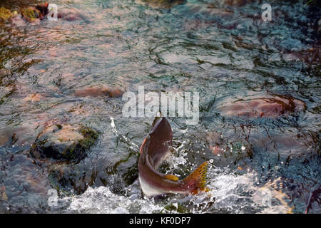 Wenn die Lachse - buckelwale Lachs (oncorhunchus gorbusha, männlich) im flachen Der wasserlauf - Lebensenergie, Lebenskraft, Lebensenergie. Stockfoto