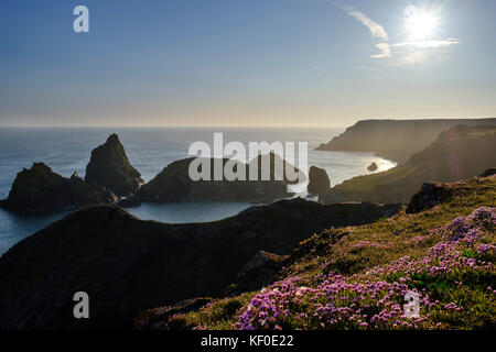 Strand-Grasnelke (Armeria maritima), Abendstimmung, Kynance Cove, Lizard-Halbinsel, Cornwall, England, Großbritannien Stockfoto