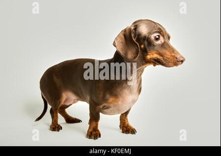 Portrait von minidachshund vor weißem Hintergrund Stockfoto