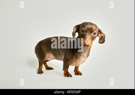 Portrait von minidachshund an Kamera vor weißem Hintergrund suchen Stockfoto