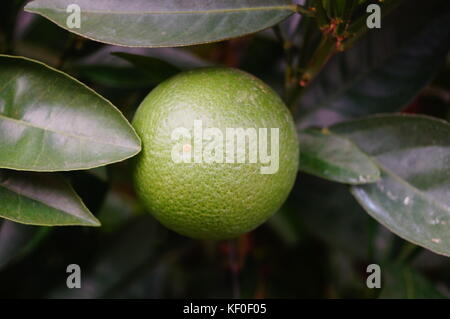 Die Orangen wachsen auf Obstbäume sind noch nicht reif Stockfoto