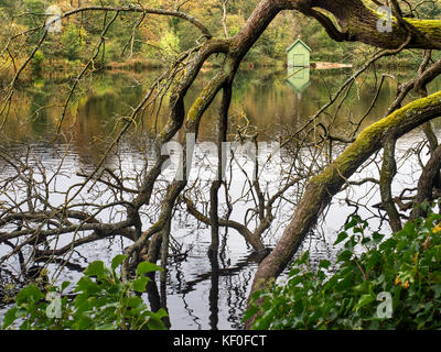 Gefallenen Baum an Gewächshäusern Mühle Teich an Castlestead zwischen Gewächshäusern und Pateley Bridge Yorkshire England Stockfoto