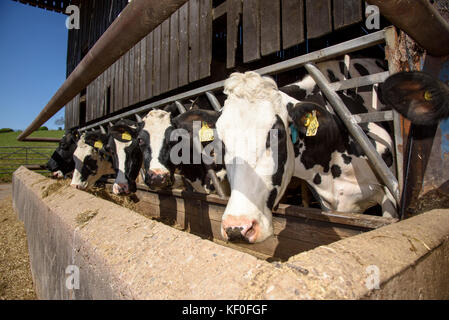 Holstein Melkkühe Fütterung, Staffordshire. Stockfoto