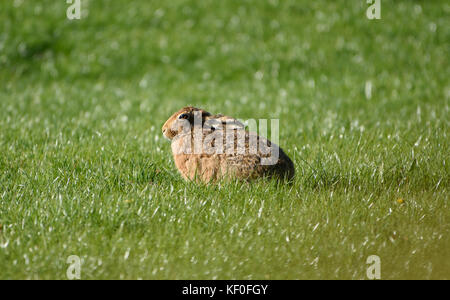 Europäische Feldhase sitzend, Whitewell, Lancashire. Stockfoto