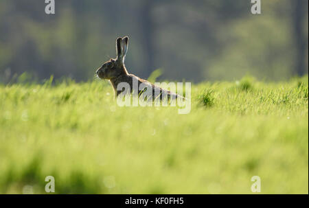 Europäischer Braunhase versteckt sich im Gras, Whitewell, Lancashire. Stockfoto