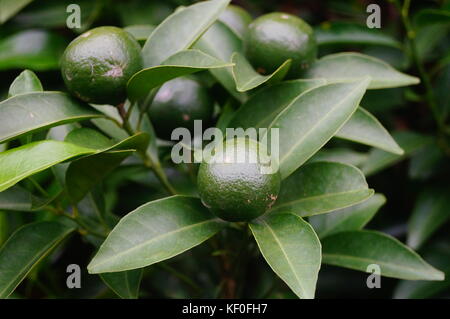 Die Orangen wachsen auf Obstbäume sind noch nicht reif Stockfoto