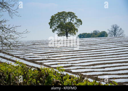 Mais wächst unter Plastik bei Carnforth, Lancashire. Stockfoto