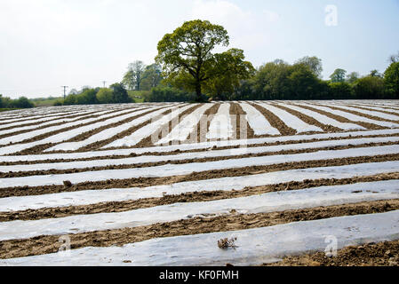 Mais wächst unter Plastik bei Carnforth, Lancashire. Stockfoto