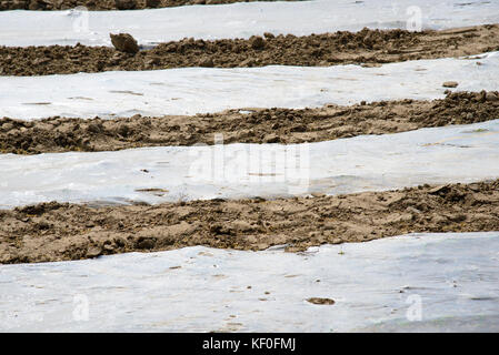 Mais wächst unter Plastik bei Carnforth, Lancashire. Stockfoto