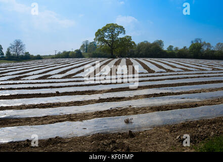 Mais wächst unter Plastik bei Carnforth, Lancashire. Stockfoto