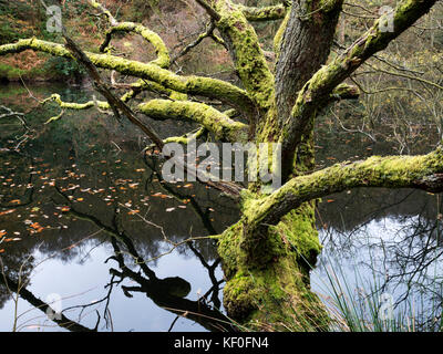 Moosigen Baum überhängenden Guisecliff Tarn in der Nähe von Pateley Bridge Yorkshire England Stockfoto