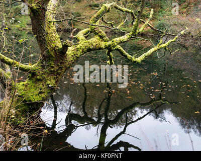 Moosigen Baum überhängenden Guisecliff Tarn in der Nähe von Pateley Bridge Yorkshire England Stockfoto