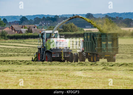 Feldhäcksler arbeiten, Hatfield, Worcestershire. Stockfoto