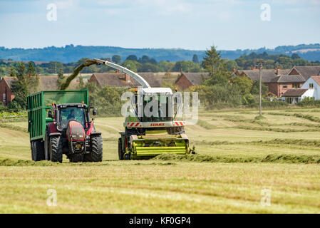 Feldhäcksler arbeiten, Hatfield, Worcestershire. Stockfoto