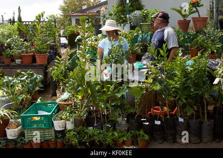 Sonntag Markt in Santo da Serra, Madeira, Portugal Stockfoto