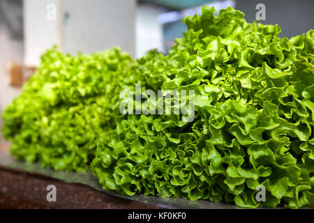 Sonntag Markt in Santo da Serra, Madeira, Portugal Stockfoto