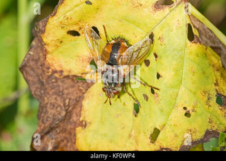 Tachinid parasitäre Fliege (tachina fera) Stockfoto