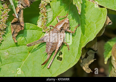 Weibliche dunklen Busch - Kricket (pholidoptera griseoaptera) Stockfoto