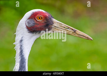 Eine Weiß-Kran (antigone vipio) auf dem Alarm naped Stockfoto