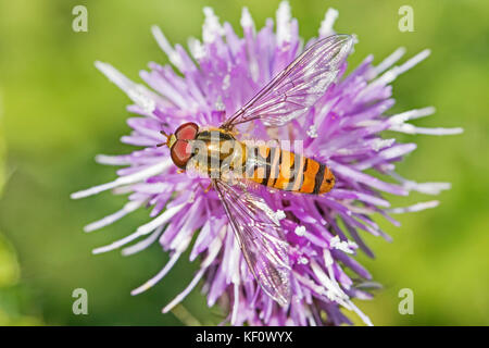 Ein marmalade hoverfly Fütterung auf einer Distel Kopf Stockfoto