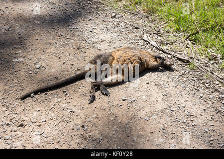 Ein totes Känguru (Wallaby) auf der Straße von einem Auto getötet Stockfoto