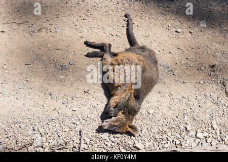 Ein totes Känguru (Wallaby) auf der Straße von einem Auto getötet Stockfoto