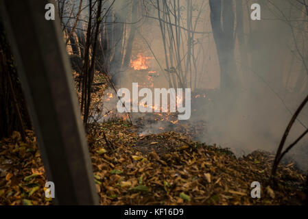 Val Susa, Piemont, Italien. 24 Okt, 2017. Celle, Italien - Oktober 24, 2017: Waldbrand in Val Susa, die in Celle in der Nähe von Florence, Italien Quelle: stefano Guidi/zuma Draht/alamy leben Nachrichten Stockfoto