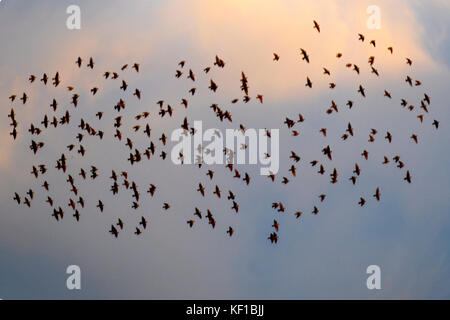 Southport, Lancashire. 25th Oktober 2017. Wetter in Großbritannien. Starling Muumuration in der Morgendämmerung, als Gruppen dieser geselligen Vögel zusammenhuddeln, um die wärmenden Strahlen der frühen Morgensonne zu fangen, und gemeinsam nach Nahrung, Schutz und Sicherheit auf den Feldern suchen. Dieses Beflockungsverhalten, das als „Staging“ bezeichnet wird, findet bei Vogelzug statt und bietet Vögeln Schutz vor Raubtieren, ebenso wie das Sitzen nahe beieinander oder Staging. Stockfoto