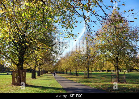 Bushy Park, SW London, UK. 25. Oktober 2017. Atemberaubende Farben des Herbstes auf den Kalk in Bushy Park, London, an einem schönen sonnigen Tag mit Temperaturen von 18 Grad Celsius. Credit: Julia Gavin/Alamy leben Nachrichten Stockfoto