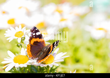 Horizontale Foto von Admiral Schmetterling mit schönen Flügel mit dunklen Schwarz, orangen und weißen Farben und behaarte Körper. Insekt auf White Daisy bloom w thront Stockfoto