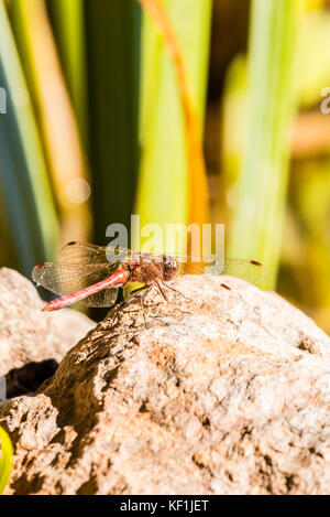 Vertikale Foto der einzige große rote Libelle mit großen Augen und lange transparente Flügel mit roten Markierungen. Insekt auf Stein vor Green Reed thront Stockfoto