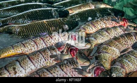 Cetinje, Montenegro - Verschiedene Arten von Süßwasserfischen in der skutarisee an einem Stand auf einem Fischmarkt präsentiert erfasst Stockfoto