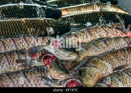 Cetinje, Montenegro - Verschiedene Arten von Süßwasserfischen in der skutarisee an einem Stand auf einem Fischmarkt präsentiert erfasst Stockfoto