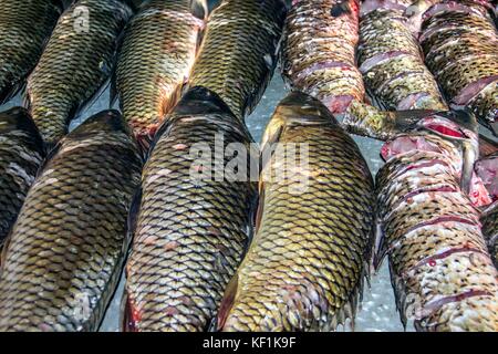 Cetinje, Montenegro - Verschiedene Arten von Süßwasserfischen in der skutarisee an einem Stand auf einem Fischmarkt präsentiert erfasst Stockfoto