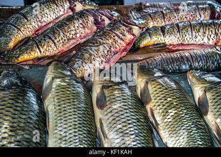 Cetinje, Montenegro - Verschiedene Arten von Süßwasserfischen in der skutarisee an einem Stand auf einem Fischmarkt präsentiert erfasst Stockfoto