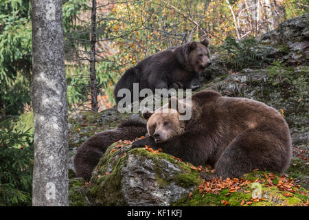 Europäische Braunbär (Ursus arctos arctos) mit zwei jungen Frauen, die auf Rock im Herbst Wald Stockfoto