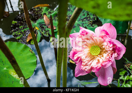Pink Lotus (roseum Plenum) blühen in den Sumpf. Stockfoto