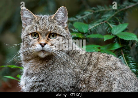 Europäische Wildkatze/Wildkatze (Felis silvestris silvestris) Nahaufnahme portrait Stockfoto