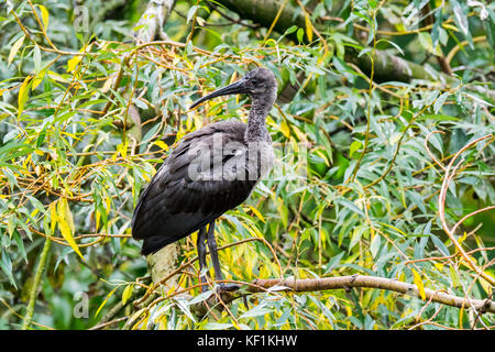 Hadeda ibis (bostrychia Hagedash) beheimatet in Afrika südlich der Sahara Stockfoto