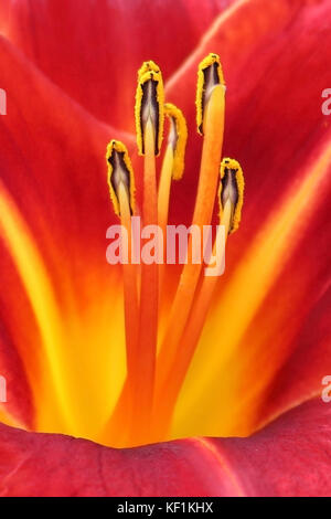 Nahaufnahme Detail der rote und gelbe Blume Stockfoto