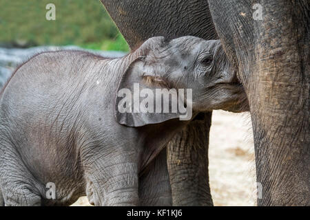 Asiatischer Elefant/asiatischer Elefant (elephas maximus) Weiblich/Kuh Krankenpflege süße 3 Wochen alte Kalb Stockfoto