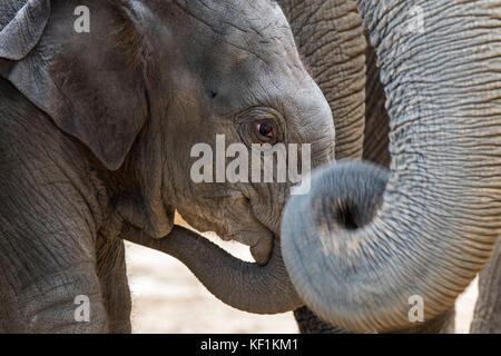 Nahaufnahme der Süße 3 Wochen alte Kalb in Herde asiatischer Elefanten/asiatischer Elefant (elephas maximus) Stockfoto