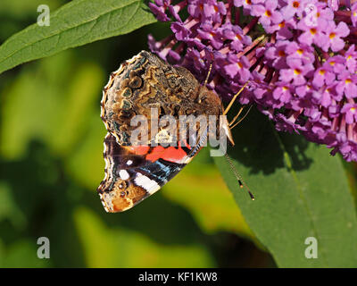 Detaillierte Schönheit an der Unterseite der Flügel des roten Schmetterling Admiral (Vanessa atalanta) zuvor Rote bewundernswert, Fütterung auf sommerflieder Blumen Stockfoto