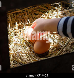 Das Kind pflückt Hühnereier aus dem Hühnerstall Stockfoto