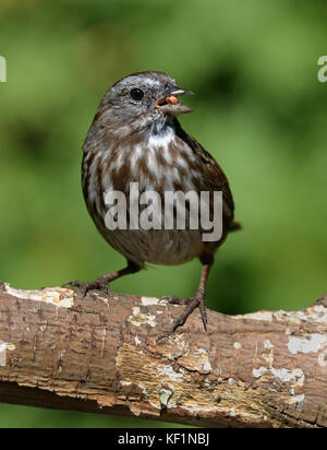 Fox-Sparrow Stockfoto