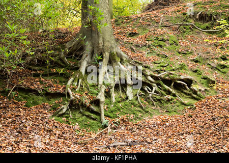 In der Nähe von Baumwurzeln zu Masse Bank festhalten, in einer Streuung von gefallenen Blätter im Herbst, Glen Howe Park, Wharncliffe Seite, Sheffield, Großbritannien Stockfoto