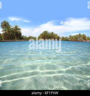 Crystal Waters Ufer mit Palm Tree Forest Stockfoto